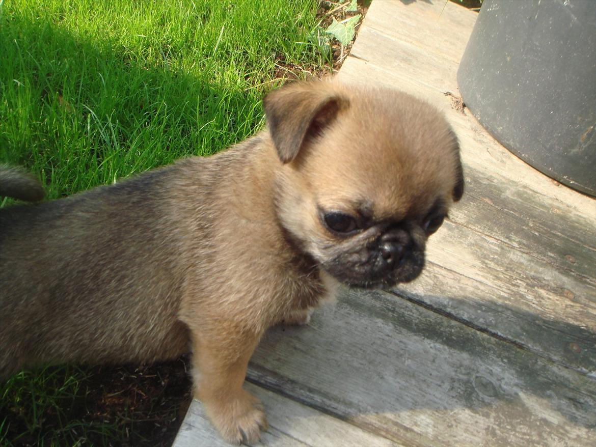 Blanding af racer Frk Ludwig Mops/griffon billede 2