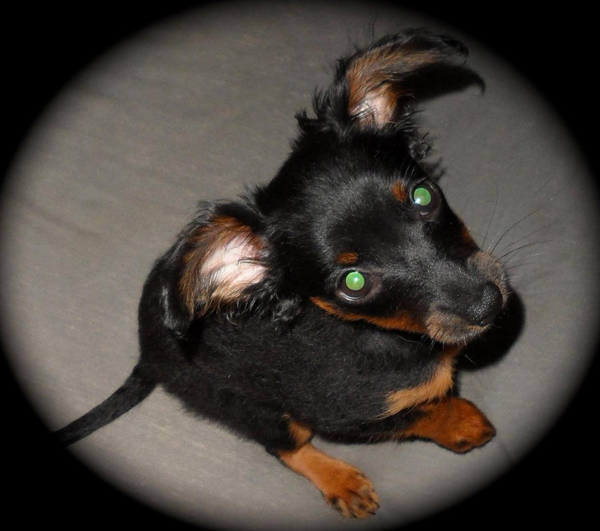 Prazsky krysarik Epic billede 1