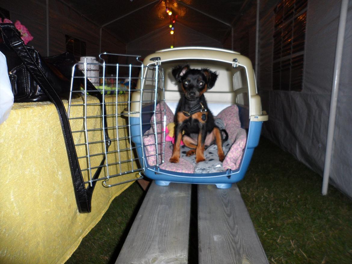 Prazsky krysarik Epic billede 2