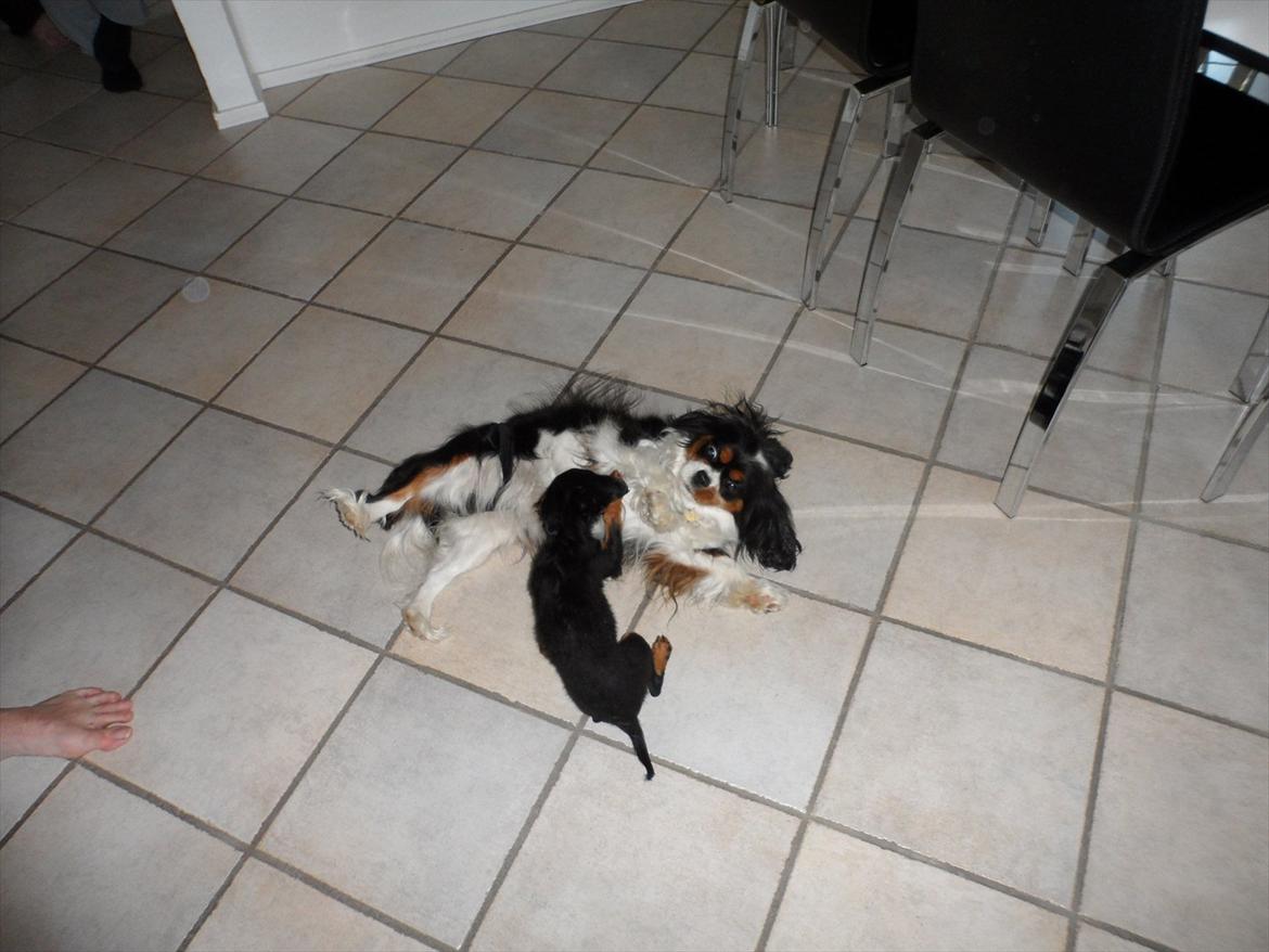 Prazsky krysarik Epic billede 3