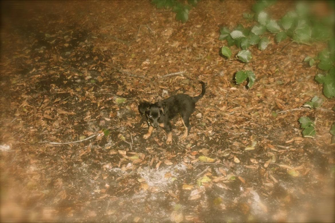 Prazsky krysarik Epic billede 4