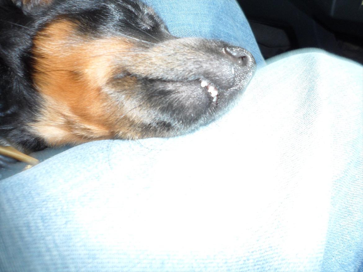 Prazsky krysarik Epic billede 5