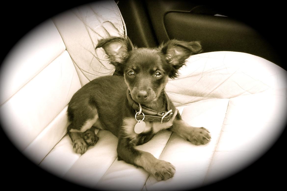 Prazsky krysarik Epic billede 6