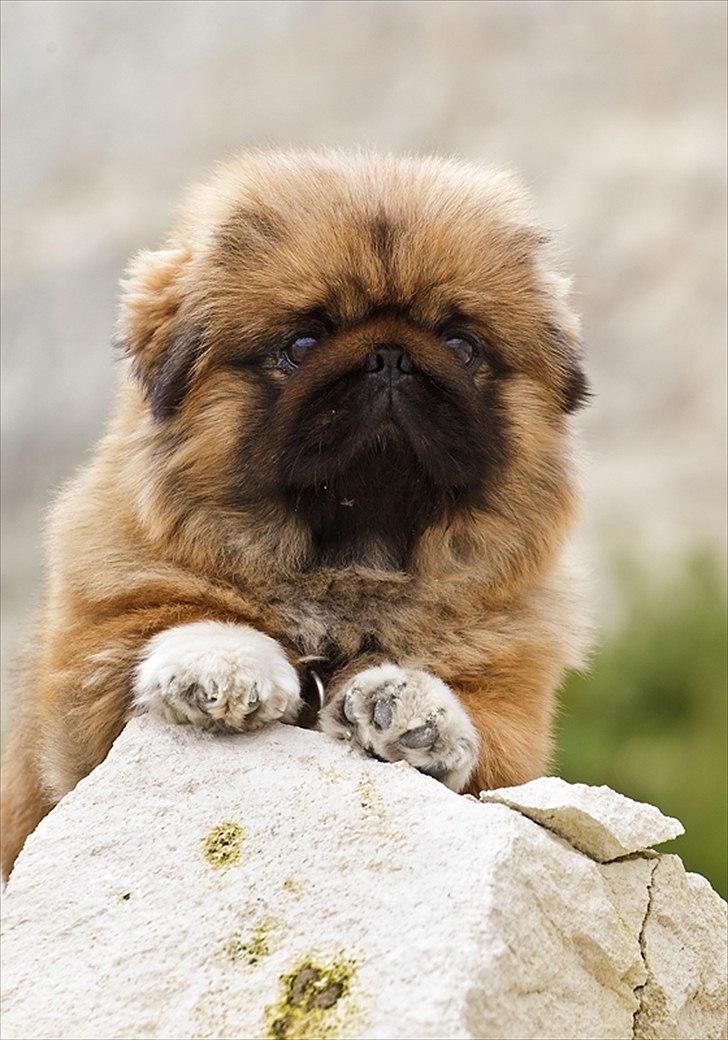Pekingeser Dengse Ming Blach billede 5