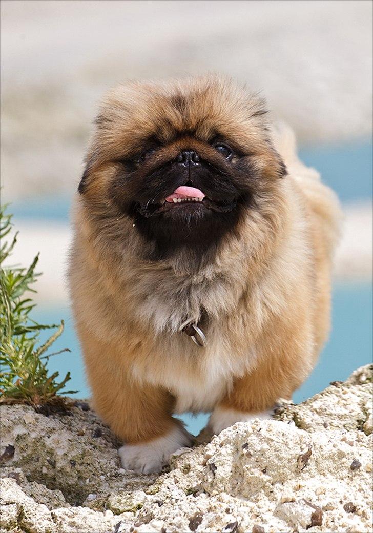 Pekingeser Dengse Ming Blach billede 8