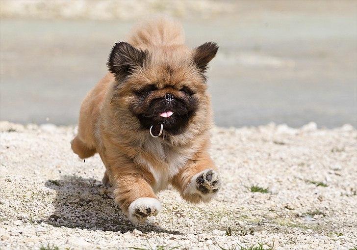 Pekingeser Dengse Ming Blach billede 19