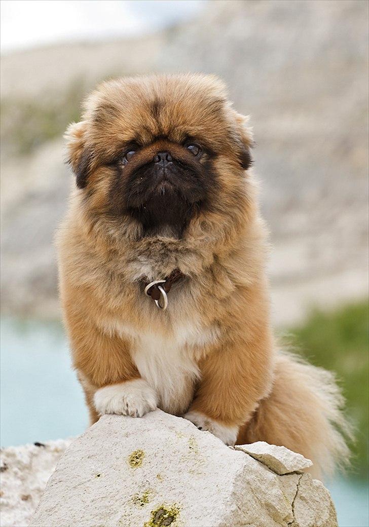 Pekingeser Dengse Ming Blach billede 9