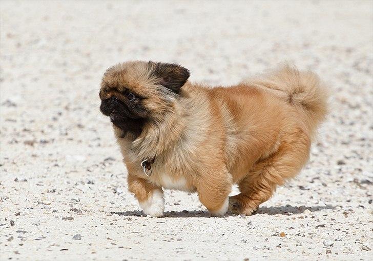 Pekingeser Dengse Ming Blach billede 15