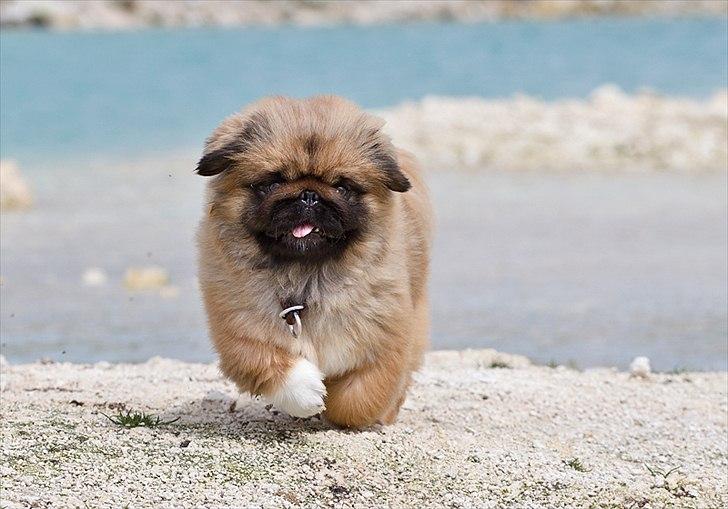 Pekingeser Dengse Ming Blach billede 12