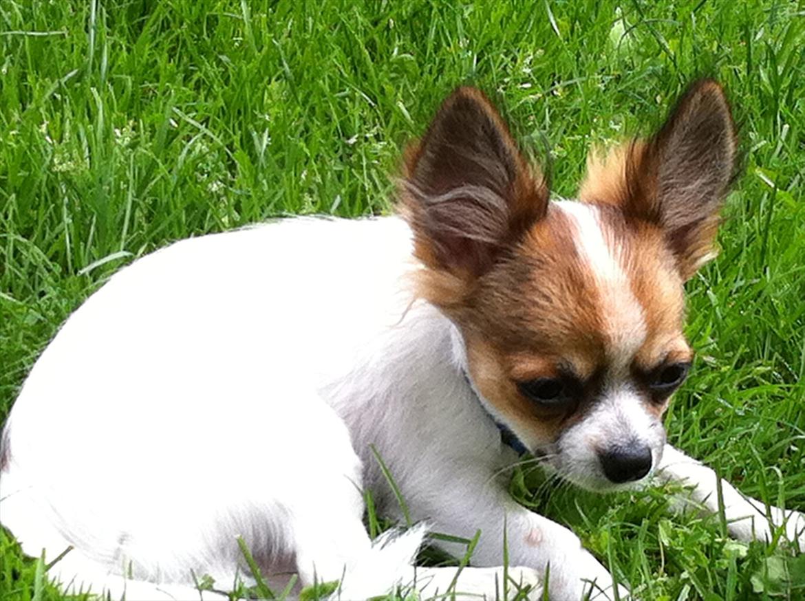 Chihuahua Papí billede 7