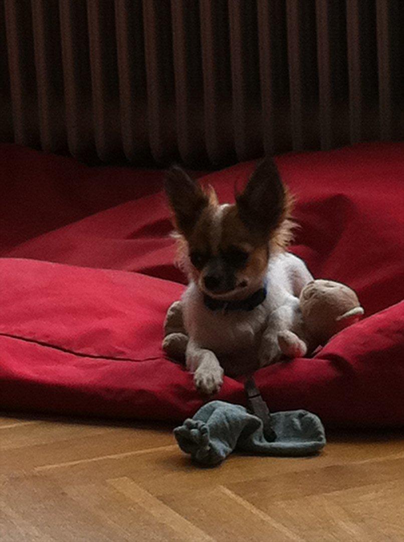 Chihuahua Papí billede 11