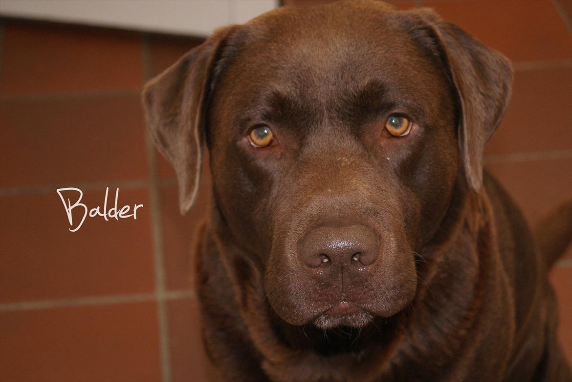 Labrador retriever Balder | Verdens bedste! <3 - Velkommen til Bassens profil (-: <3 billede 1