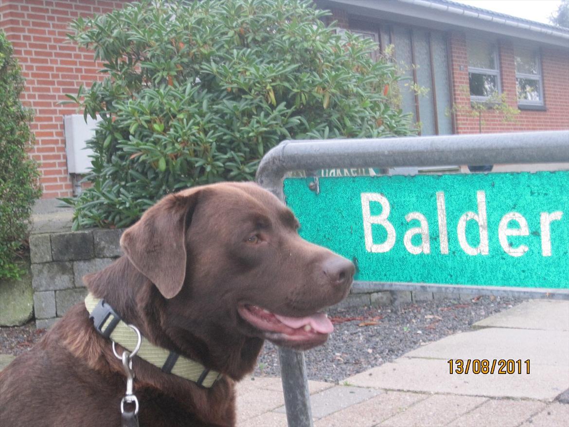 Labrador retriever Balder | Verdens bedste! <3 - Balder i Balderby! :D billede 2