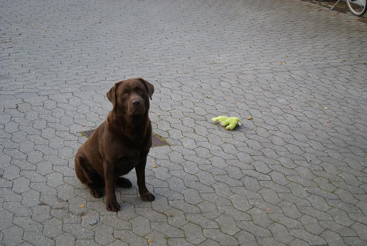 Labrador retriever Balder | Verdens bedste! <3 billede 3