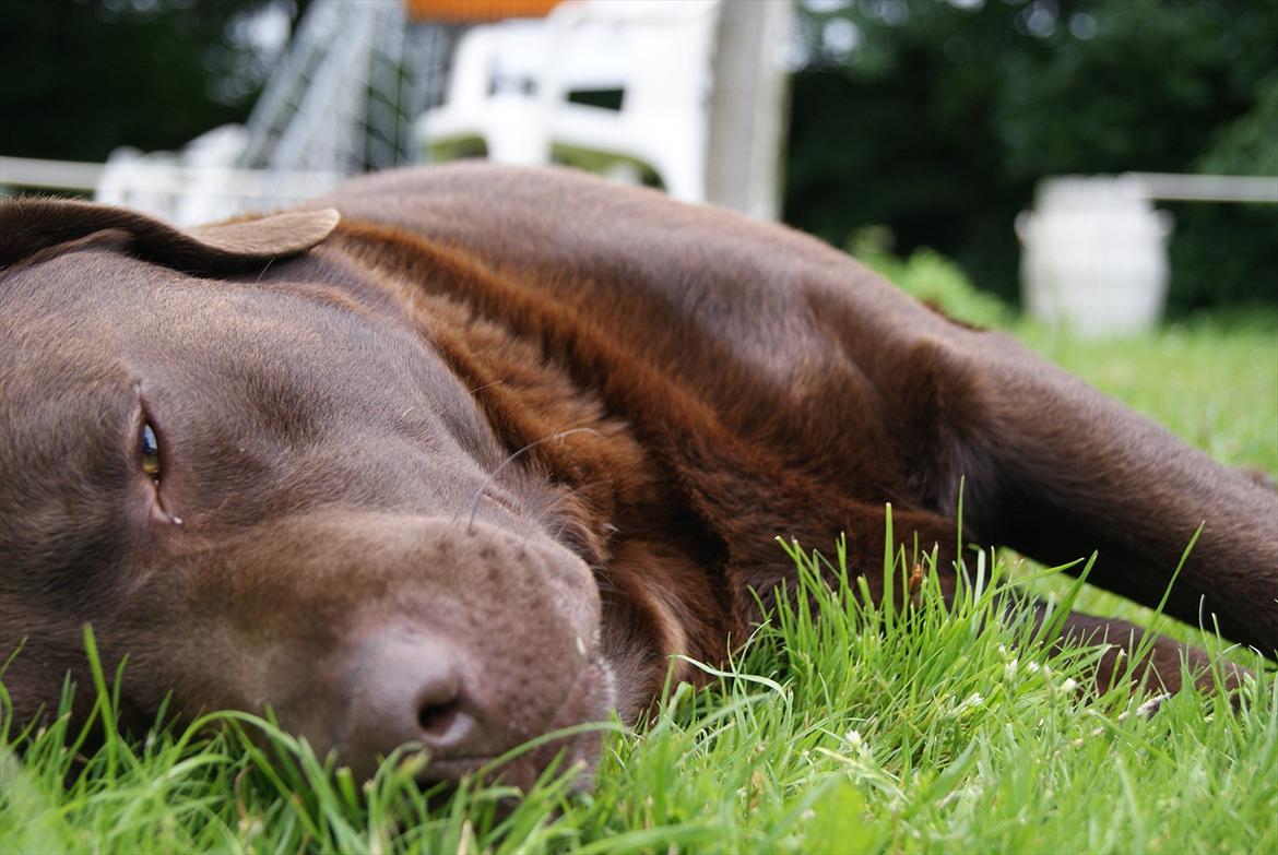 Labrador retriever Balder | Verdens bedste! <3 - Det er vaaarmt :-D billede 4