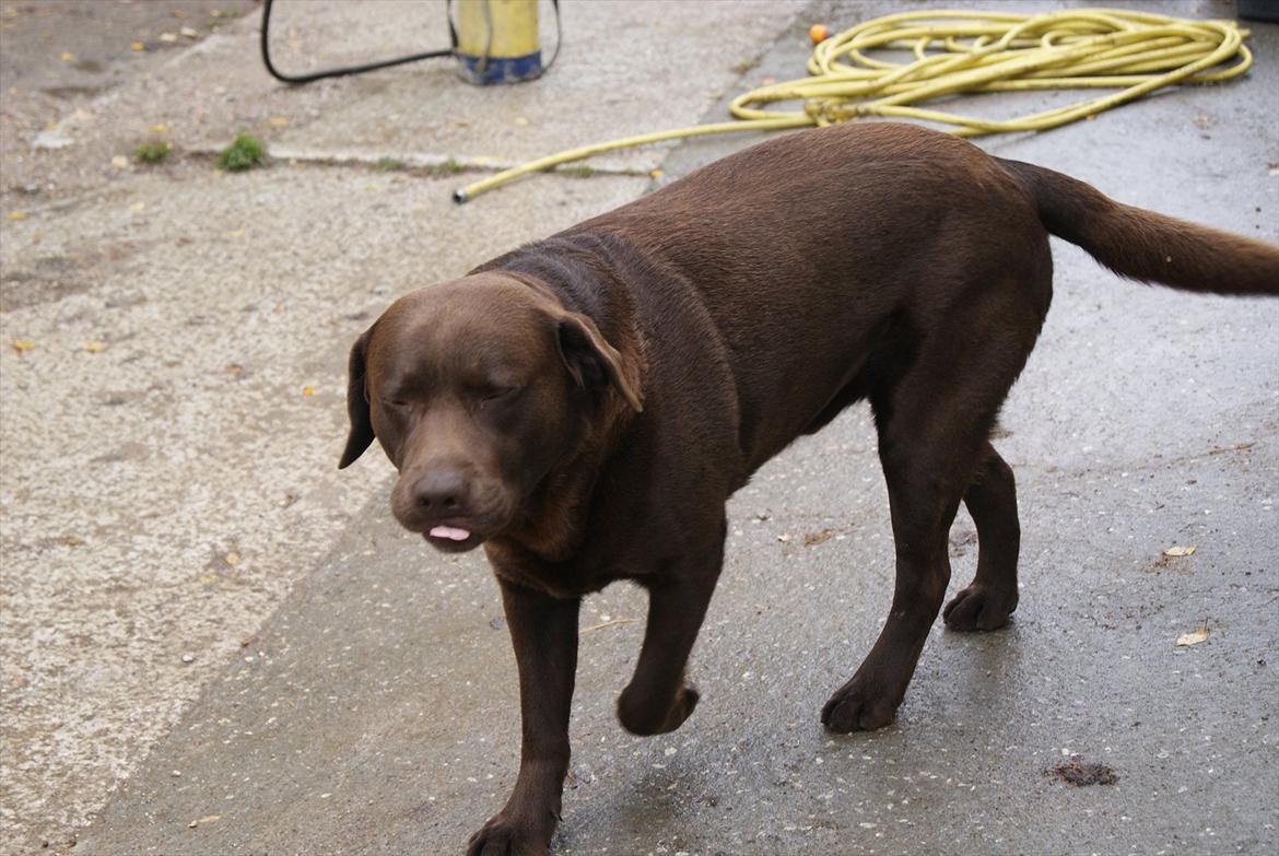 Labrador retriever Balder | Verdens bedste! <3 - Grim hund <3 billede 5