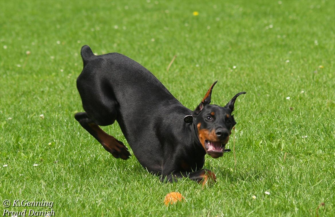 Dobermann Boxie billede 6