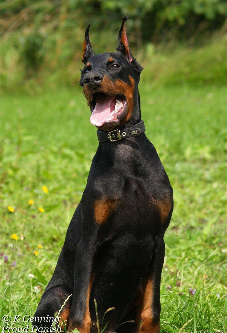 Dobermann Boxie billede 1