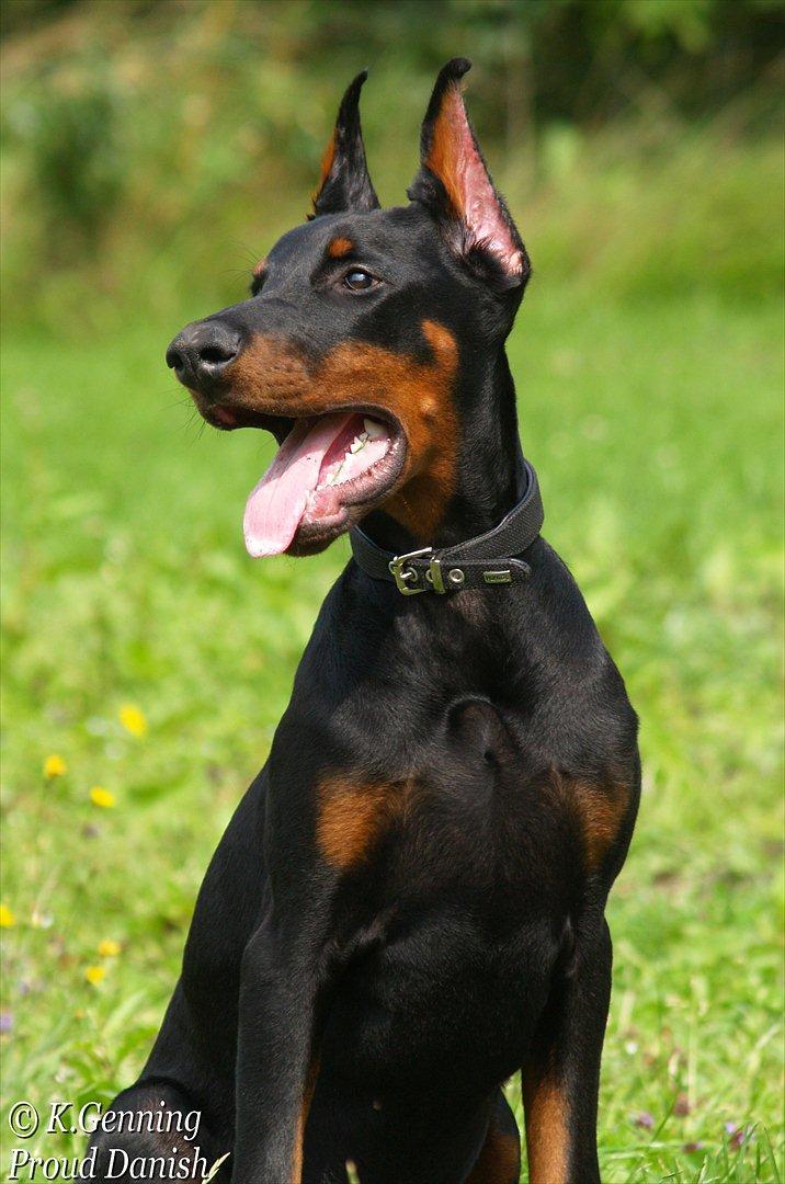 Dobermann Boxie billede 7