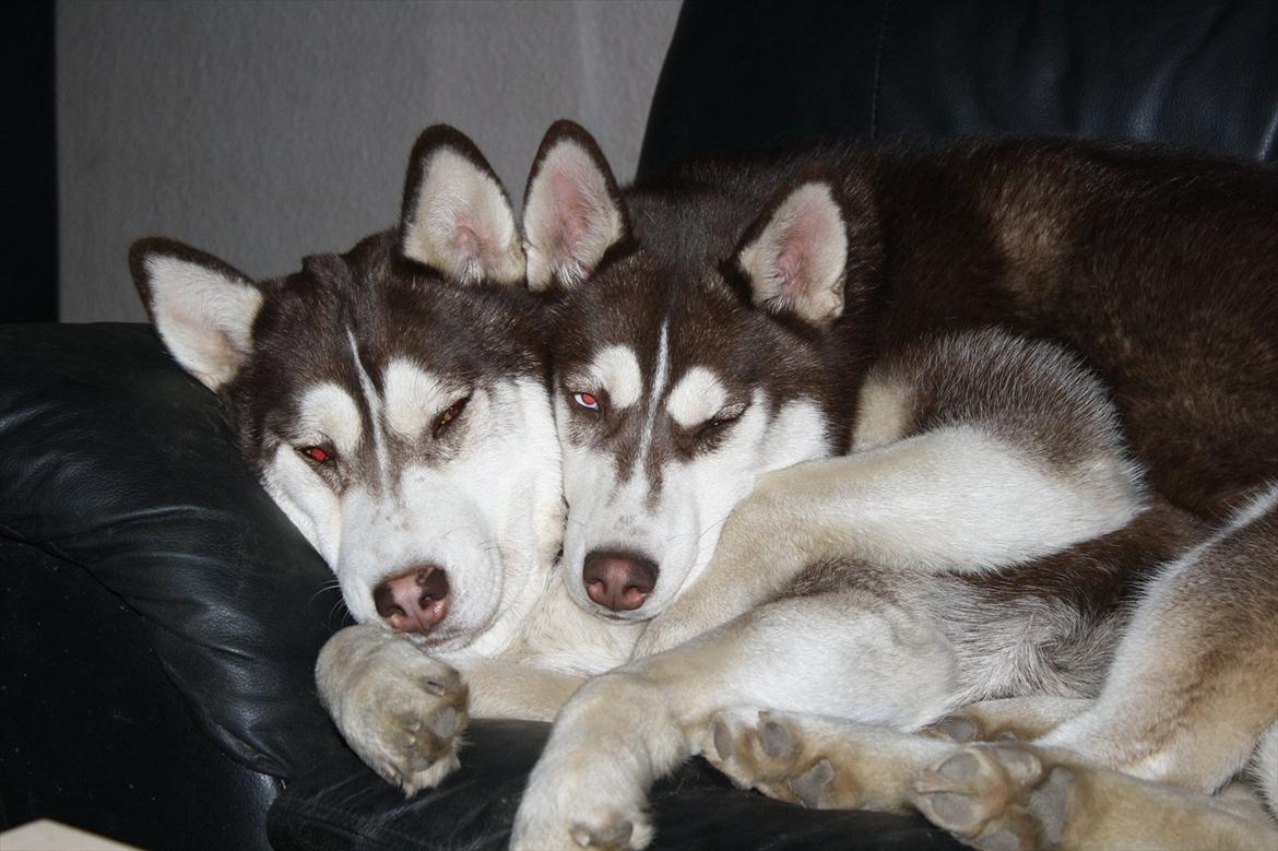 Siberian husky snowhuskyzemabor alicia - det er alicia og nala (mor) billede 2