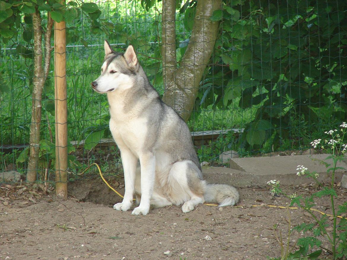 Siberian husky Ziggi billede 8