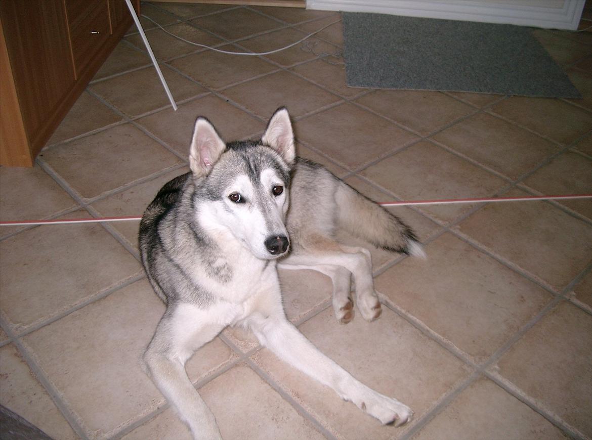 Siberian husky Ziggi billede 9