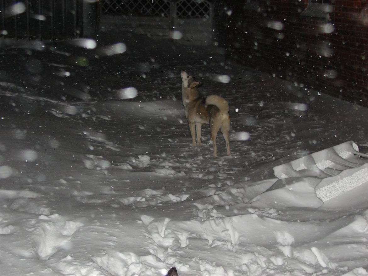 Siberian husky Ziggi billede 10