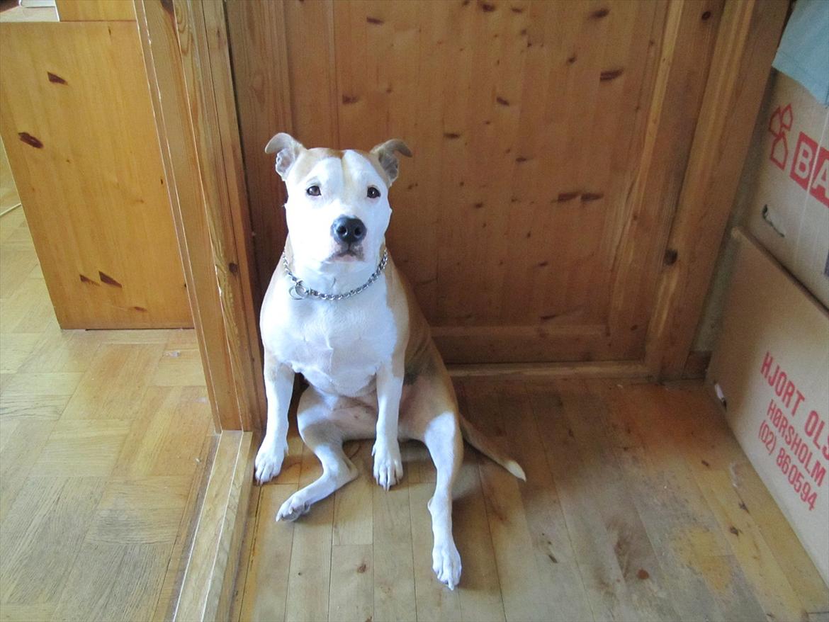 Amerikansk staffordshire terrier Northern Amstaffs Fuji billede 3