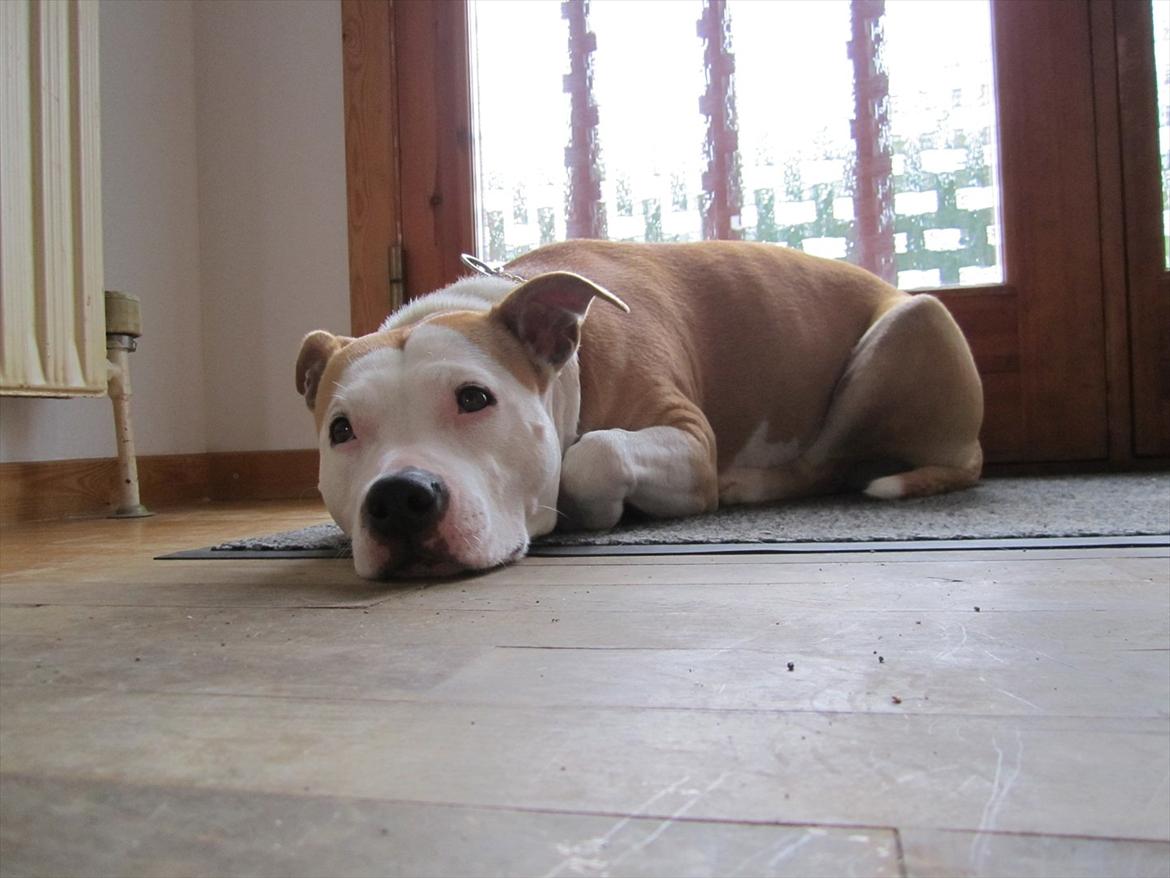 Amerikansk staffordshire terrier Northern Amstaffs Fuji billede 4