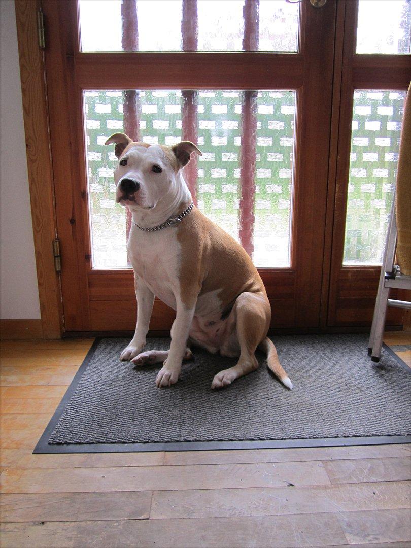 Amerikansk staffordshire terrier Northern Amstaffs Fuji billede 5