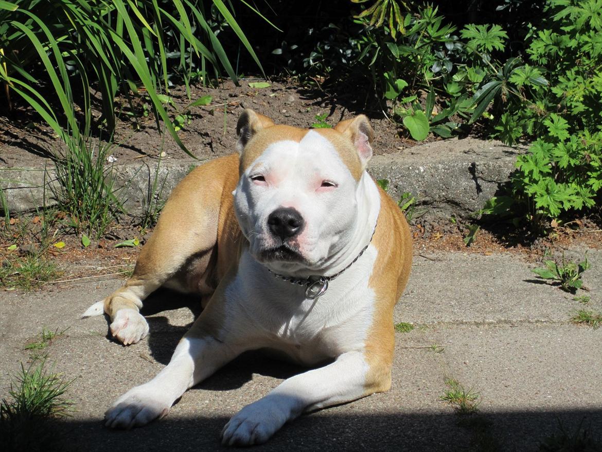 Amerikansk staffordshire terrier Northern Amstaffs Fuji billede 6