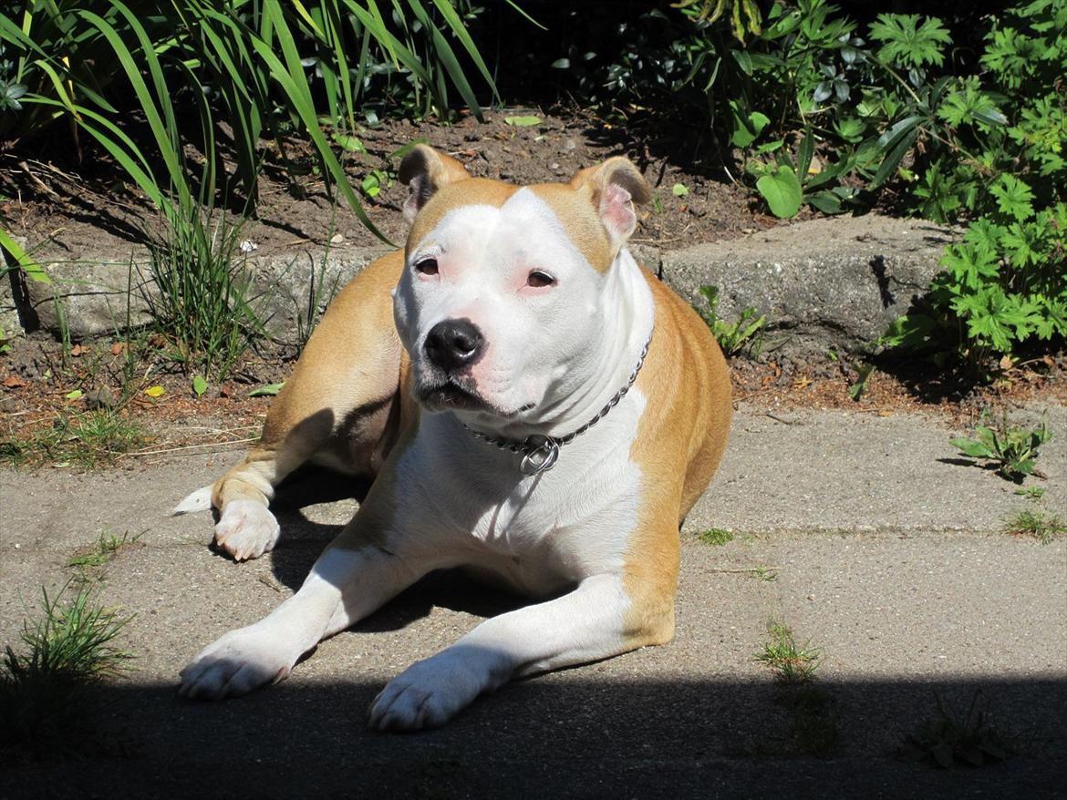 Amerikansk staffordshire terrier Northern Amstaffs Fuji billede 7