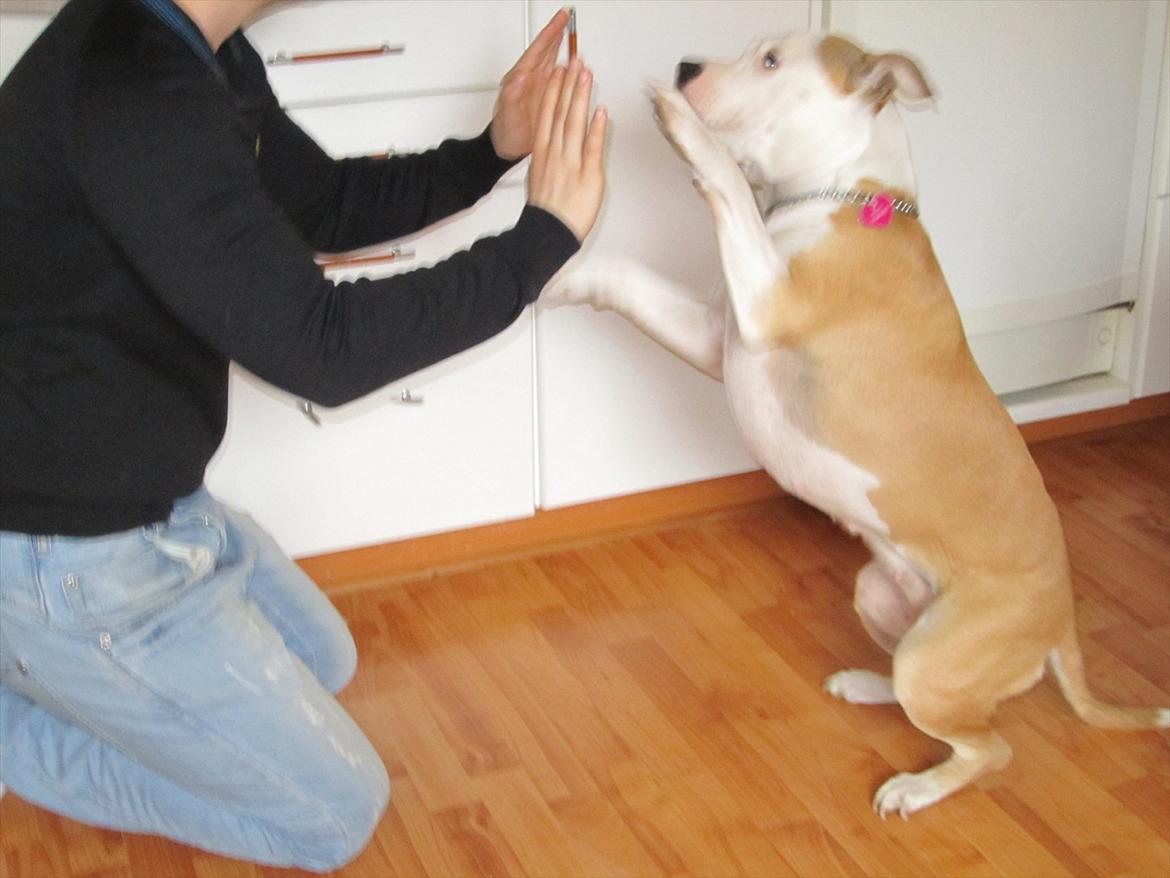Amerikansk staffordshire terrier Northern Amstaffs Fuji billede 9