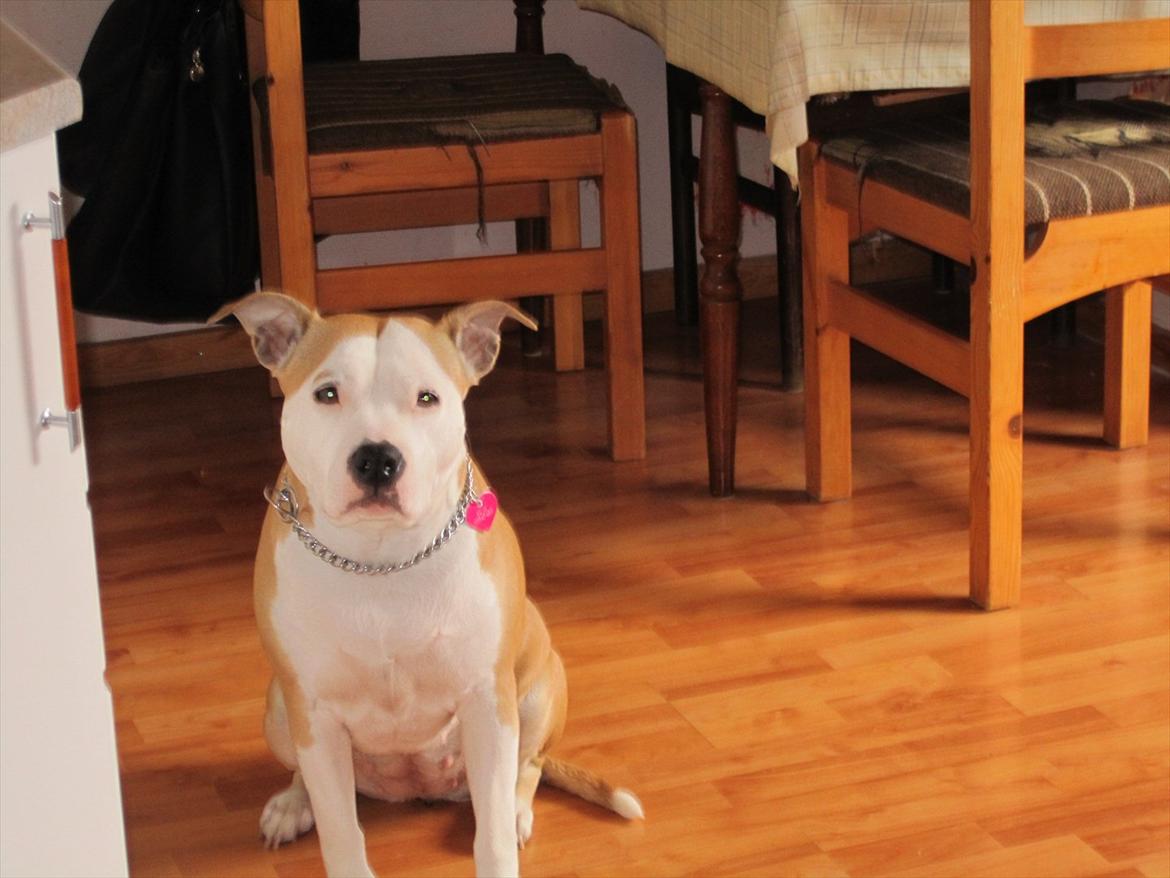 Amerikansk staffordshire terrier Northern Amstaffs Fuji billede 10