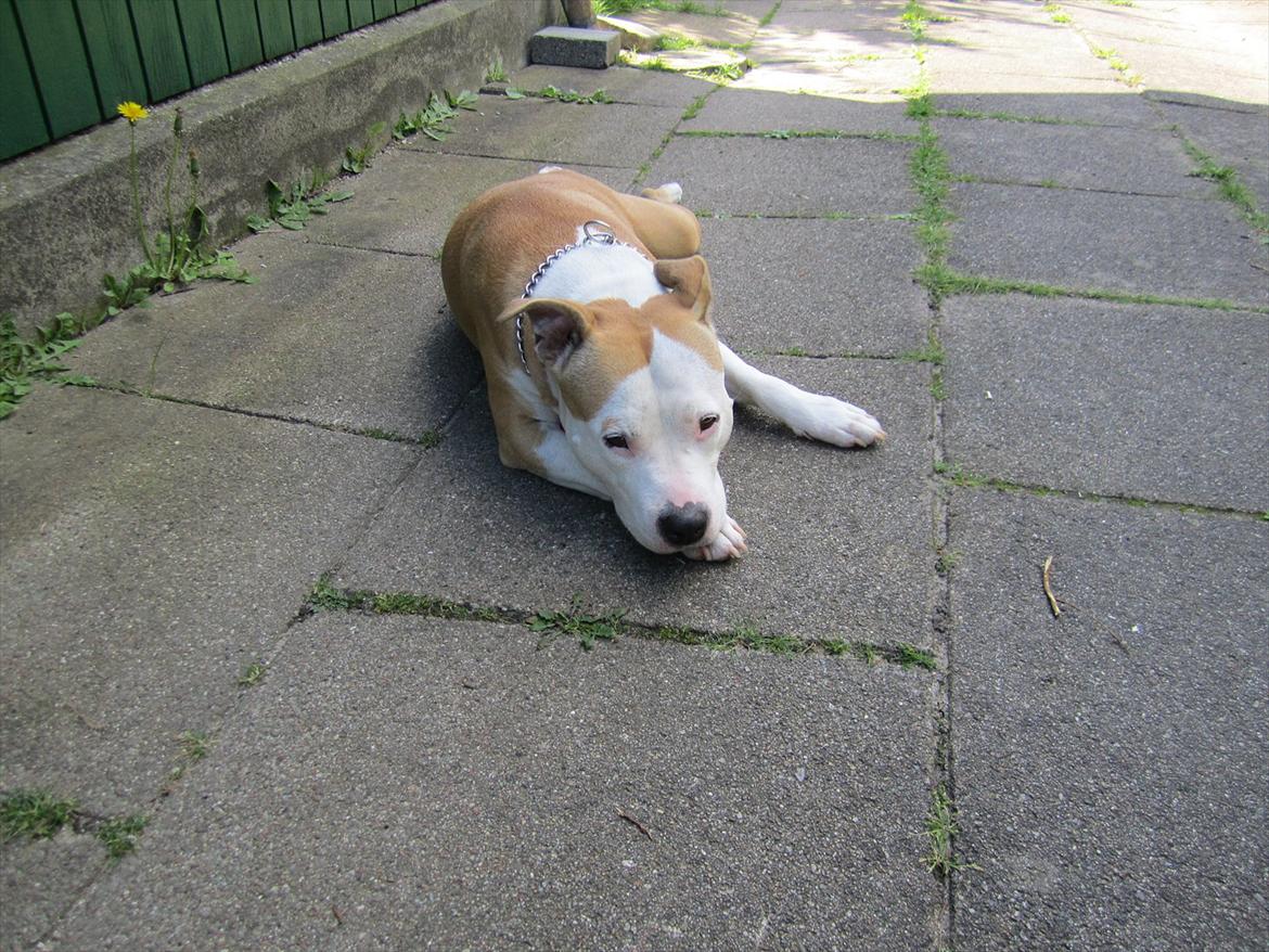 Amerikansk staffordshire terrier Northern Amstaffs Fuji billede 11