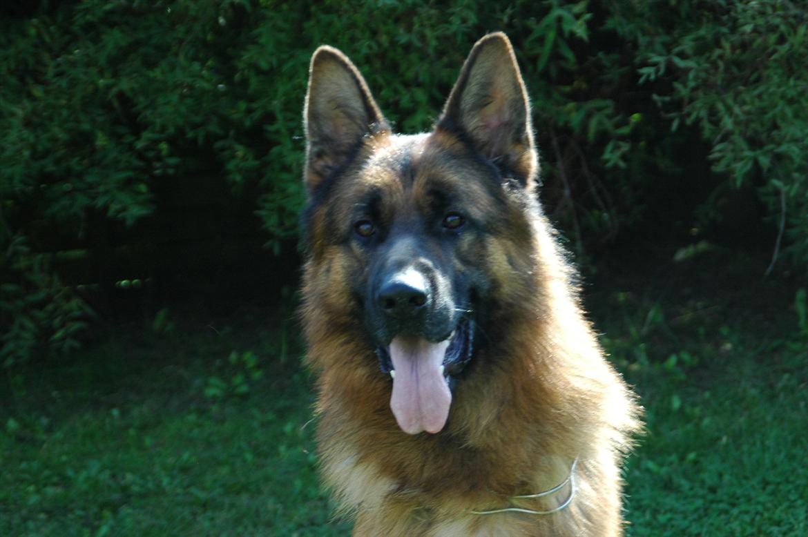 Schæferhund Hekami Romulus (Roma) - Hekami Romulus 2år billede 6