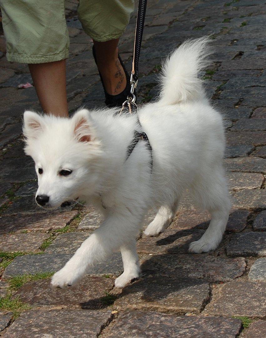 Japansk spids Selina billede 14