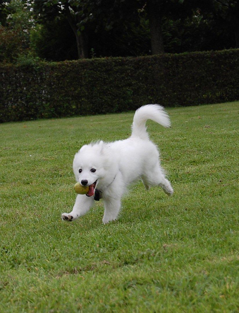 Japansk spids Selina - 3 måneder.  billede 16