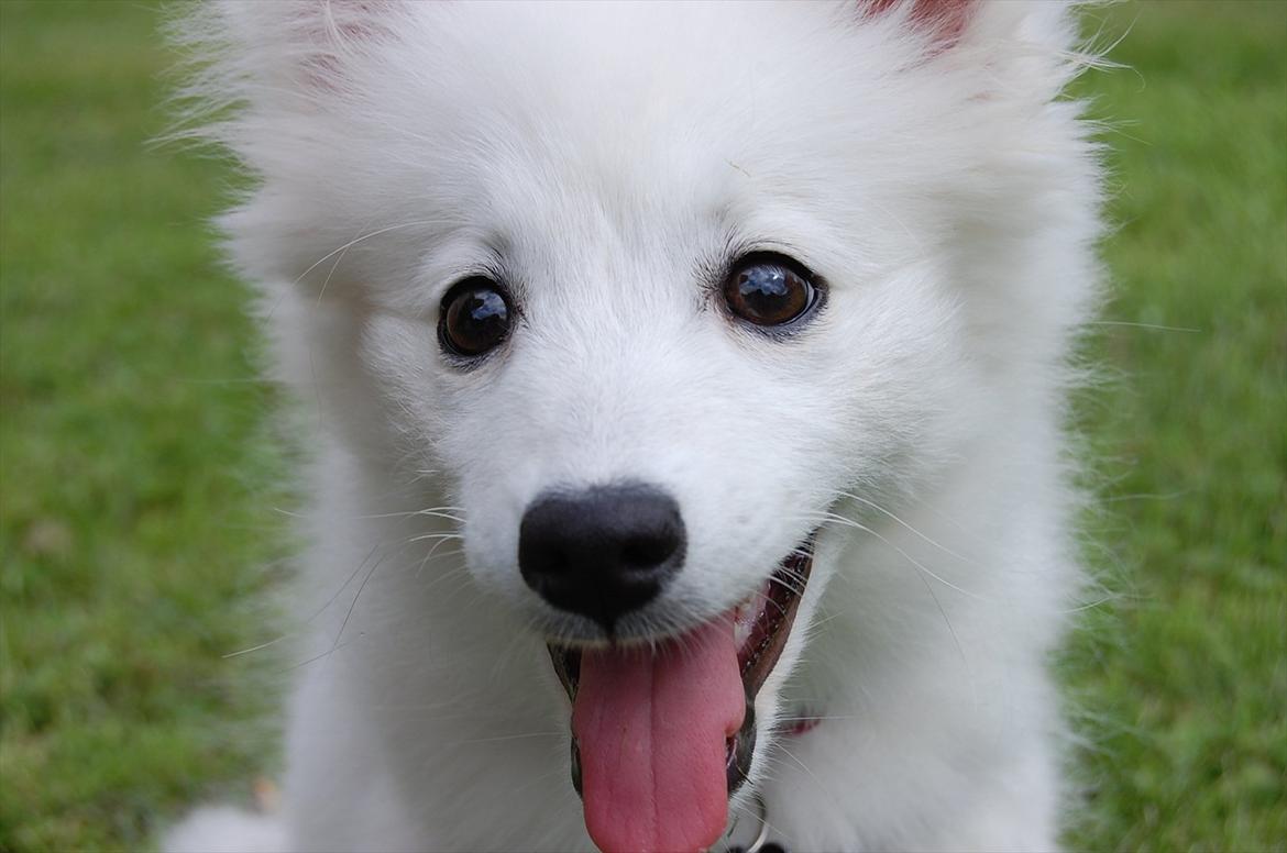 Japansk spids Selina - Er hun ikke bare lækker :D 3 måneder billede 15