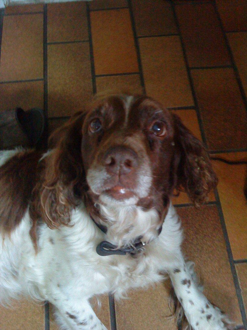 Engelsk springer spaniel Fæstibakkes Alicia (Freja) ^Ha det godt der oppe!^ billede 1