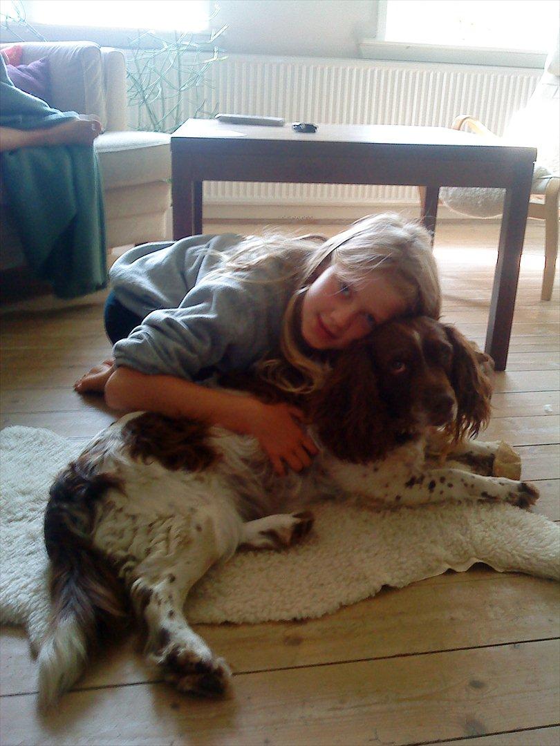 Engelsk springer spaniel Fæstibakkes Alicia (Freja) ^Ha det godt der oppe!^ billede 2