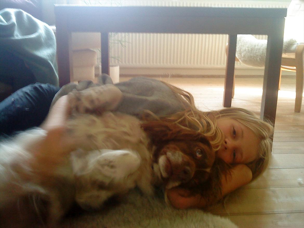 Engelsk springer spaniel Fæstibakkes Alicia (Freja) ^Ha det godt der oppe!^ billede 3