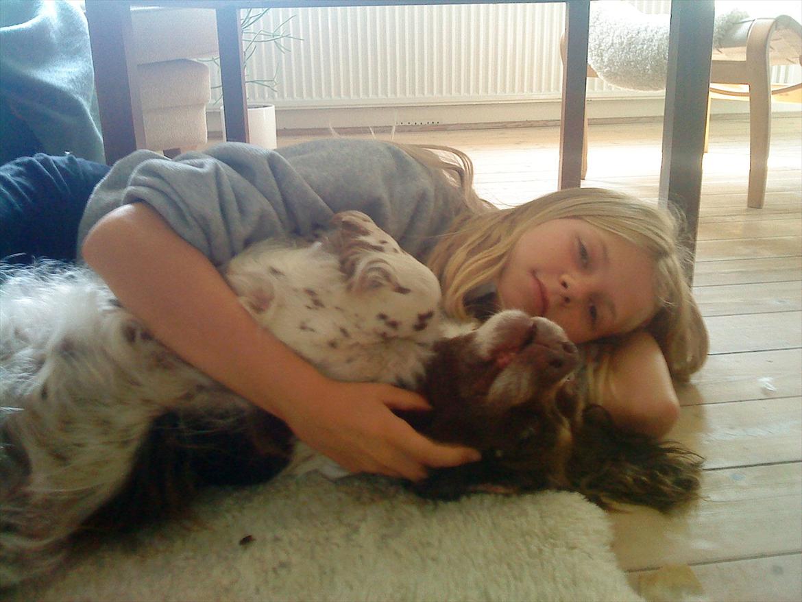 Engelsk springer spaniel Fæstibakkes Alicia (Freja) ^Ha det godt der oppe!^ billede 4