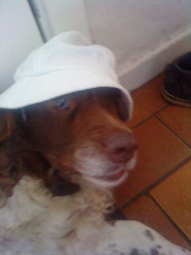 Engelsk springer spaniel Fæstibakkes Alicia (Freja) ^Ha det godt der oppe!^ billede 5