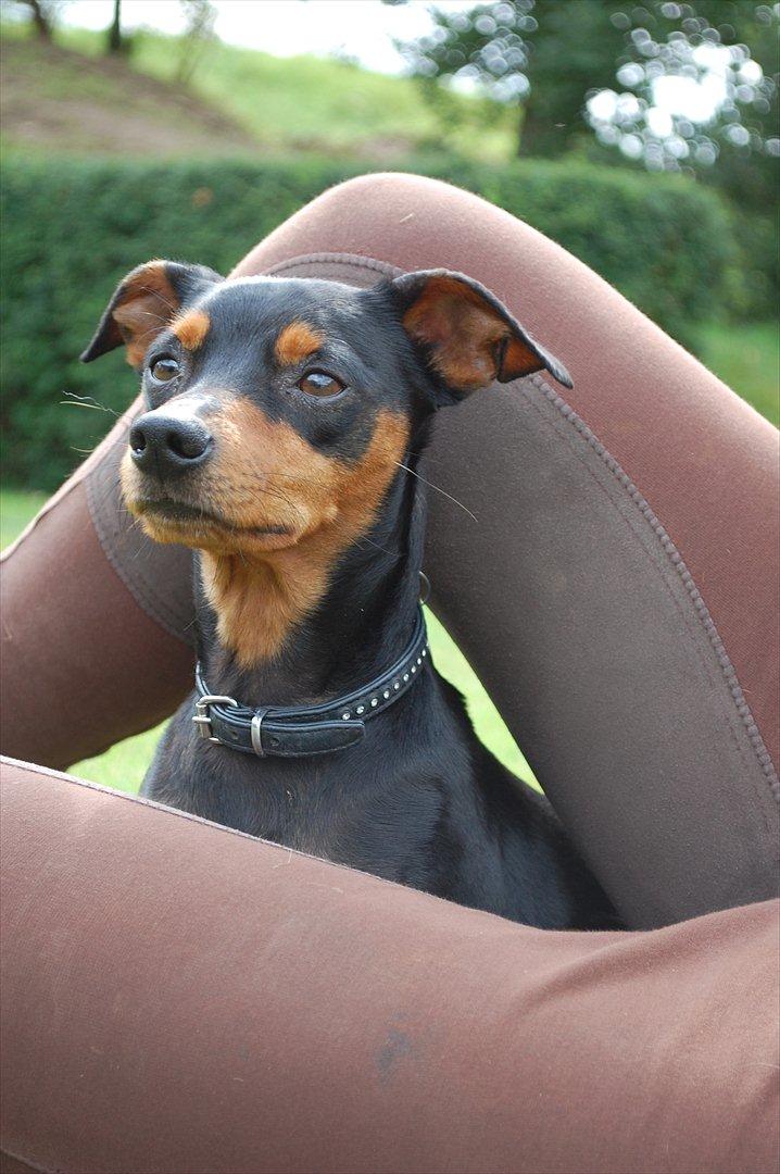 Dvaergpinscher Curtis billede 10