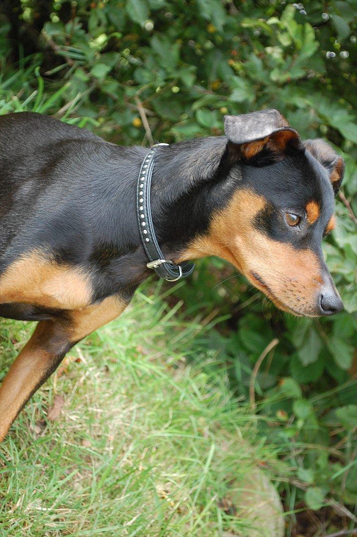 Dvaergpinscher Curtis billede 11