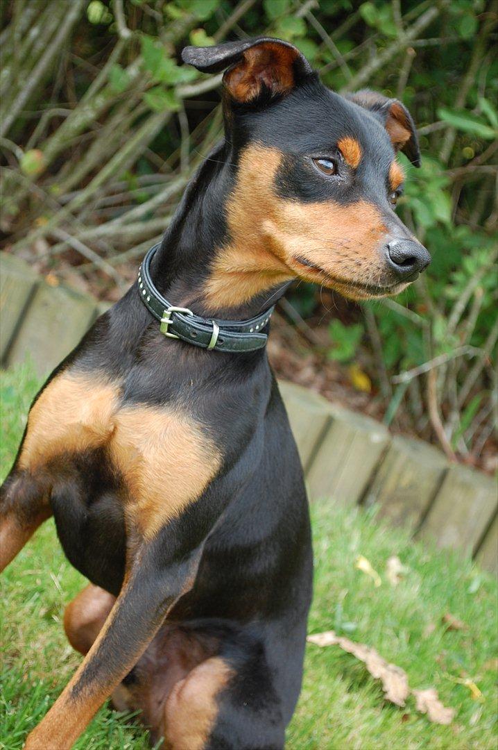 Dvaergpinscher Curtis billede 12