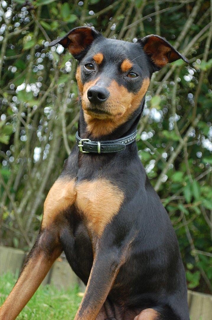 Dvaergpinscher Curtis billede 13