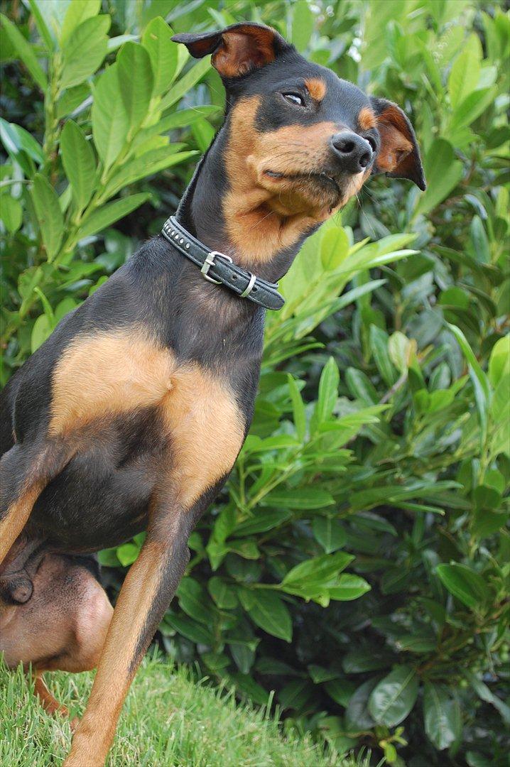 Dvaergpinscher Curtis billede 14