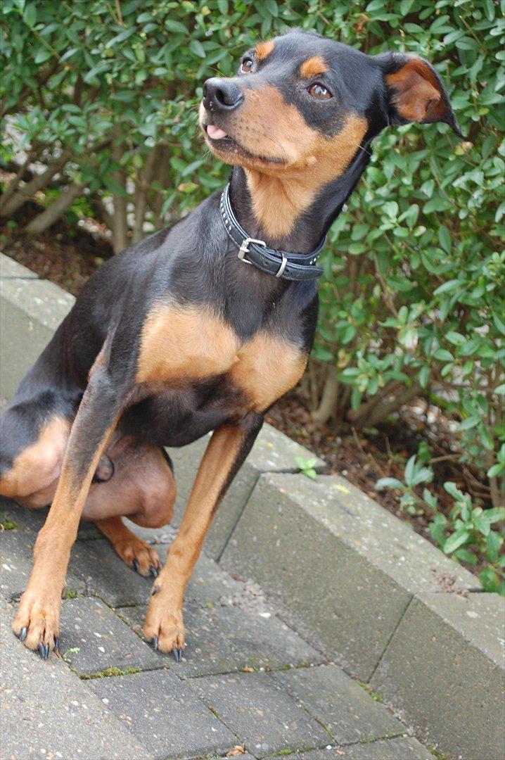 Dvaergpinscher Curtis billede 15